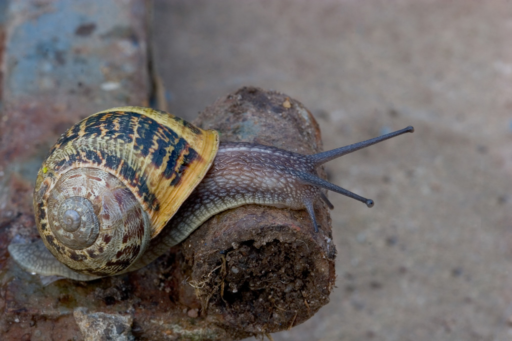 Garden Snail