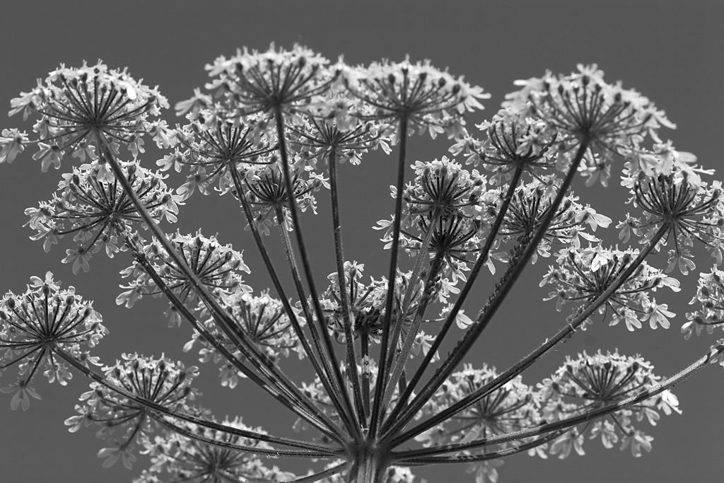 Giant Hogweed!