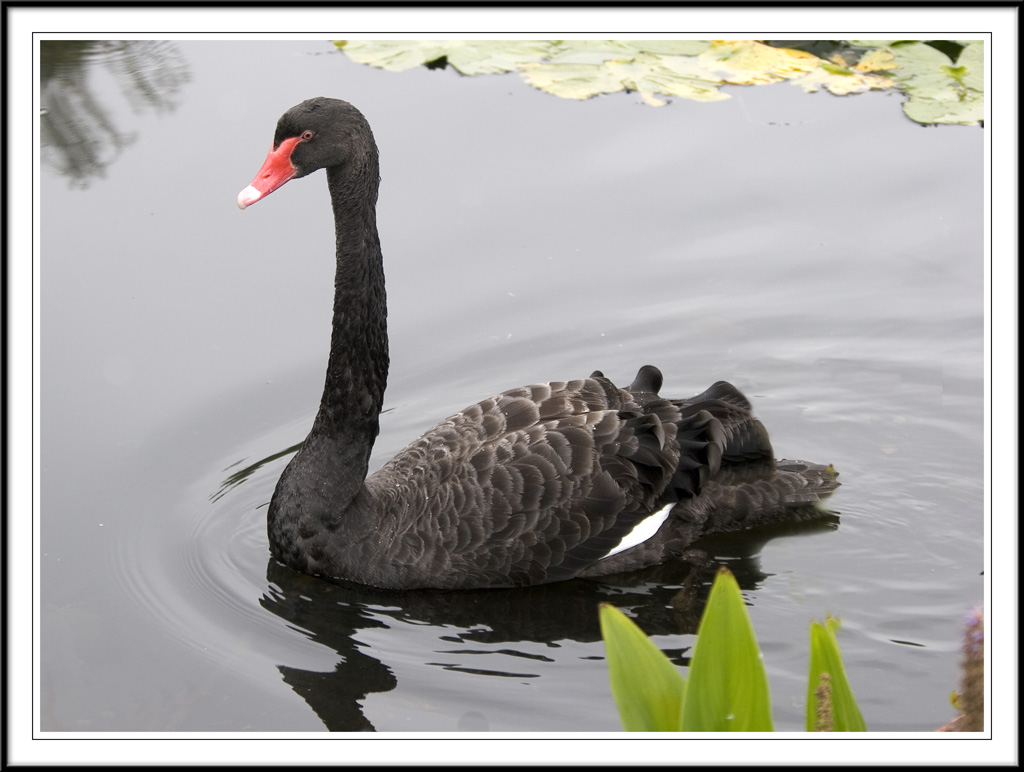 A handsom Black swan!