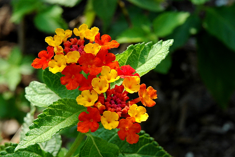 Lantana