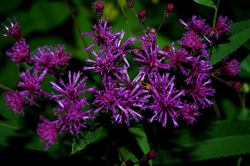 Royal Purple