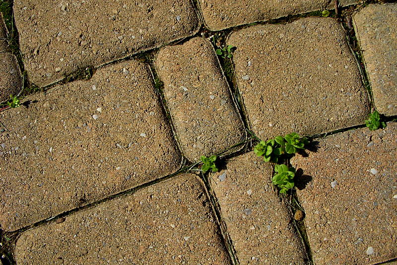 Through the Cracks