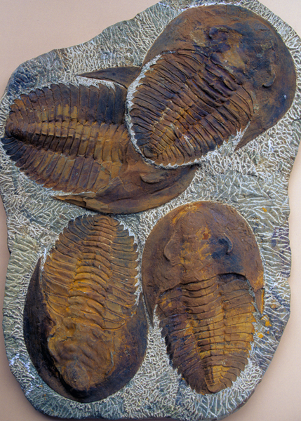 Trilobite: Paradoxides, Cambrian, Anti-Atlas Mountains, Morocco