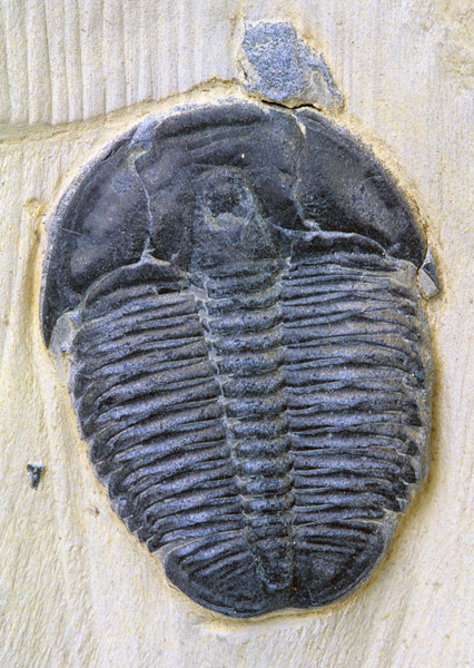 Trilobite: Elrathia kingii, Cambrian Wheeler Shale, Millard County, UT