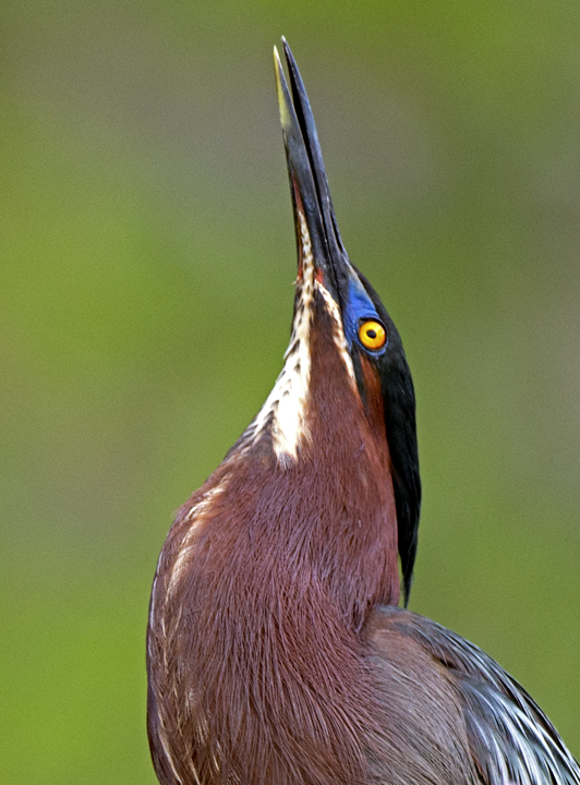 Green-backed Heron