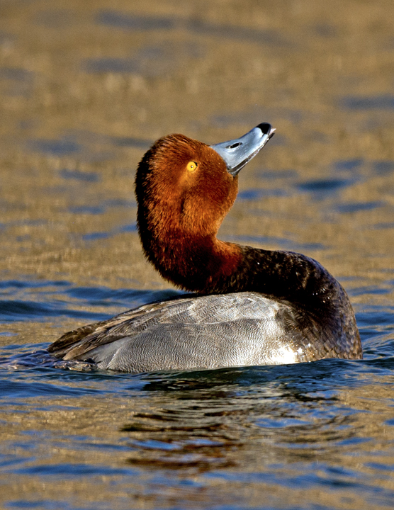 Redhead Duck