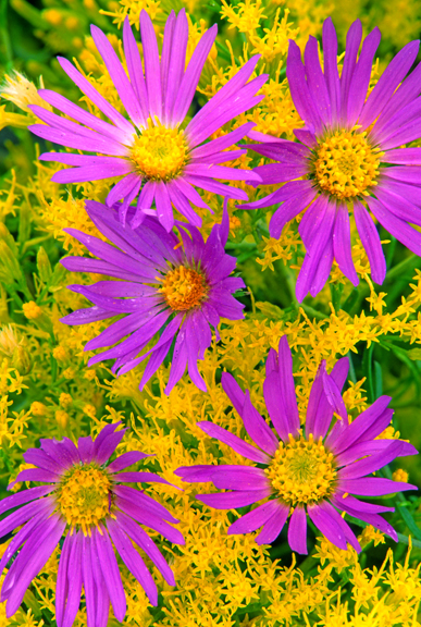 Rabbitbush and asters, Coconino County, AZ