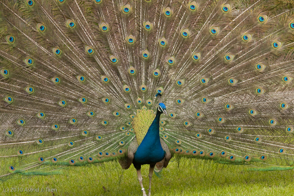 Indian Peacock