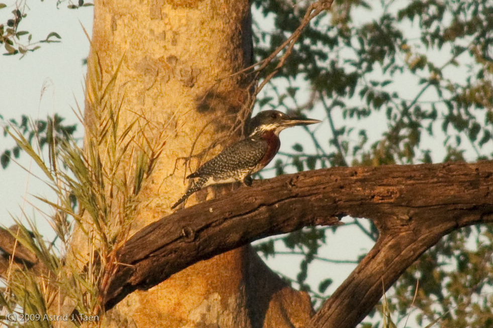 Giant Kingfisher