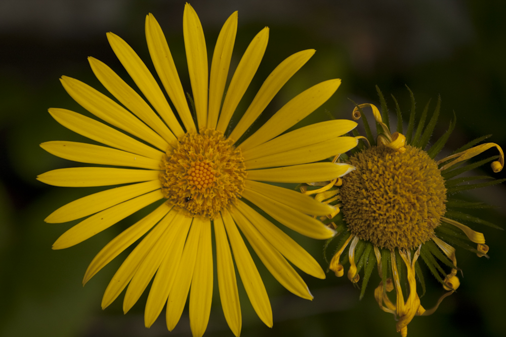 Yellow Flower