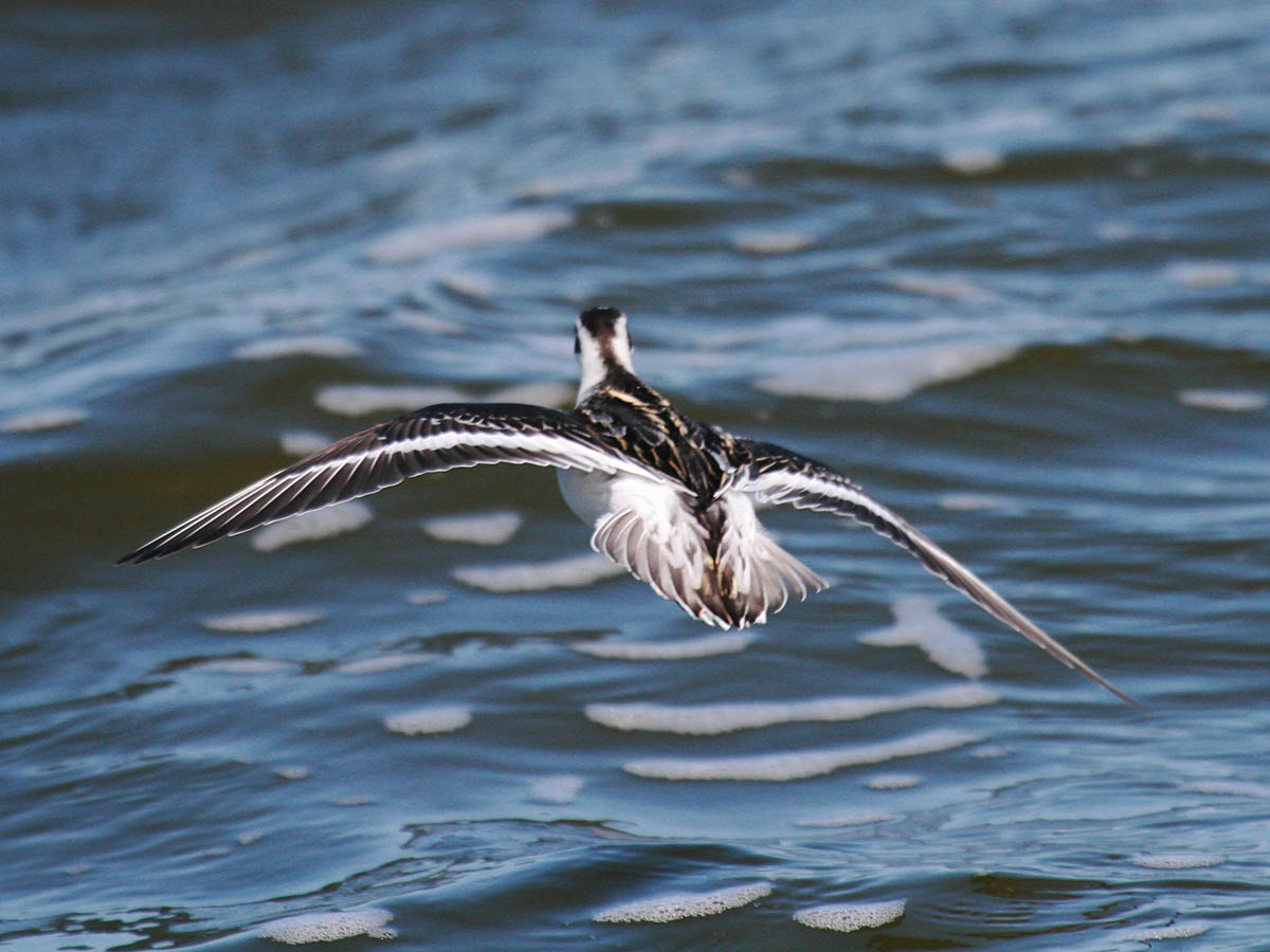 Red-necked Phalarope