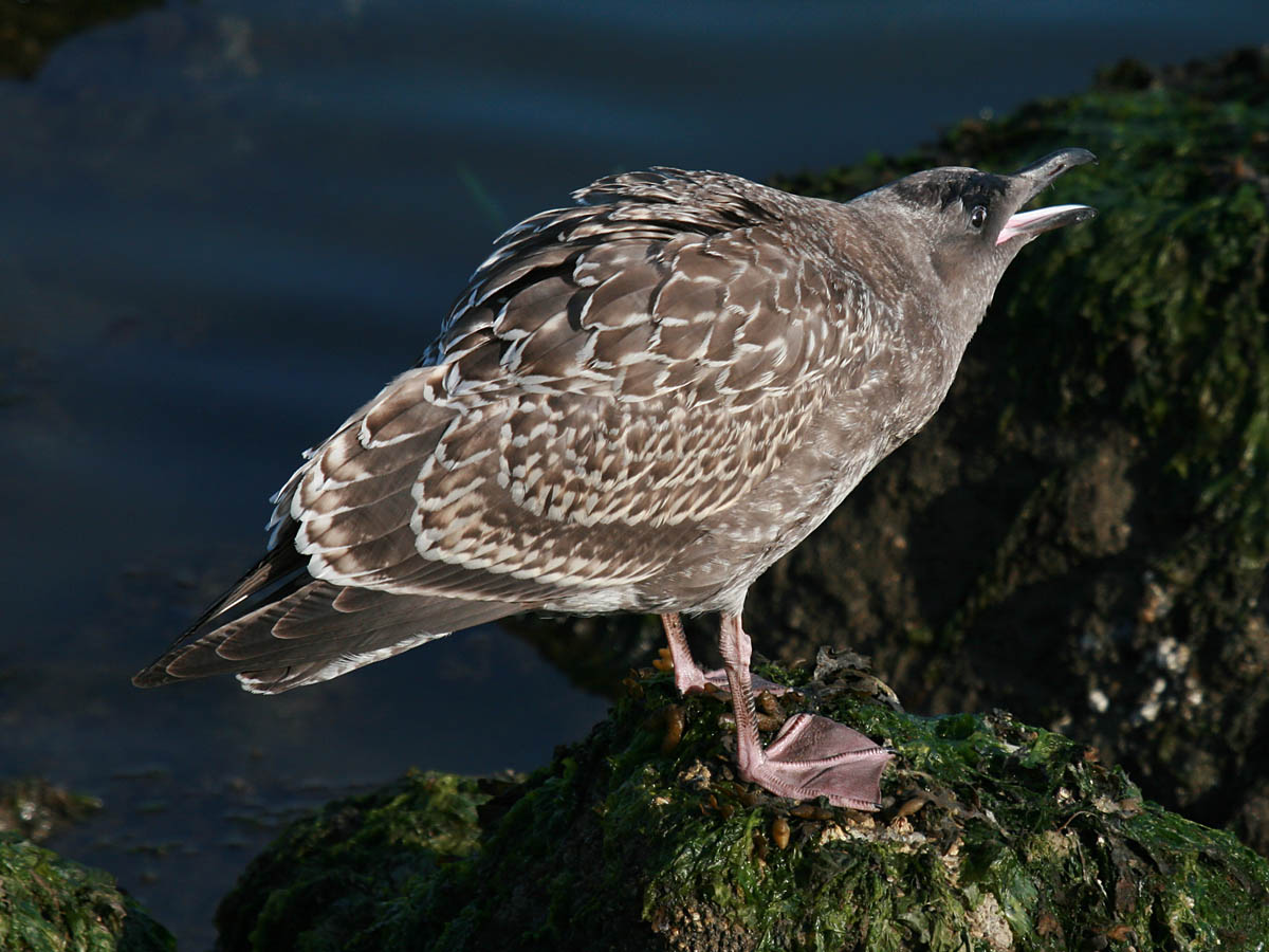 Western Gull