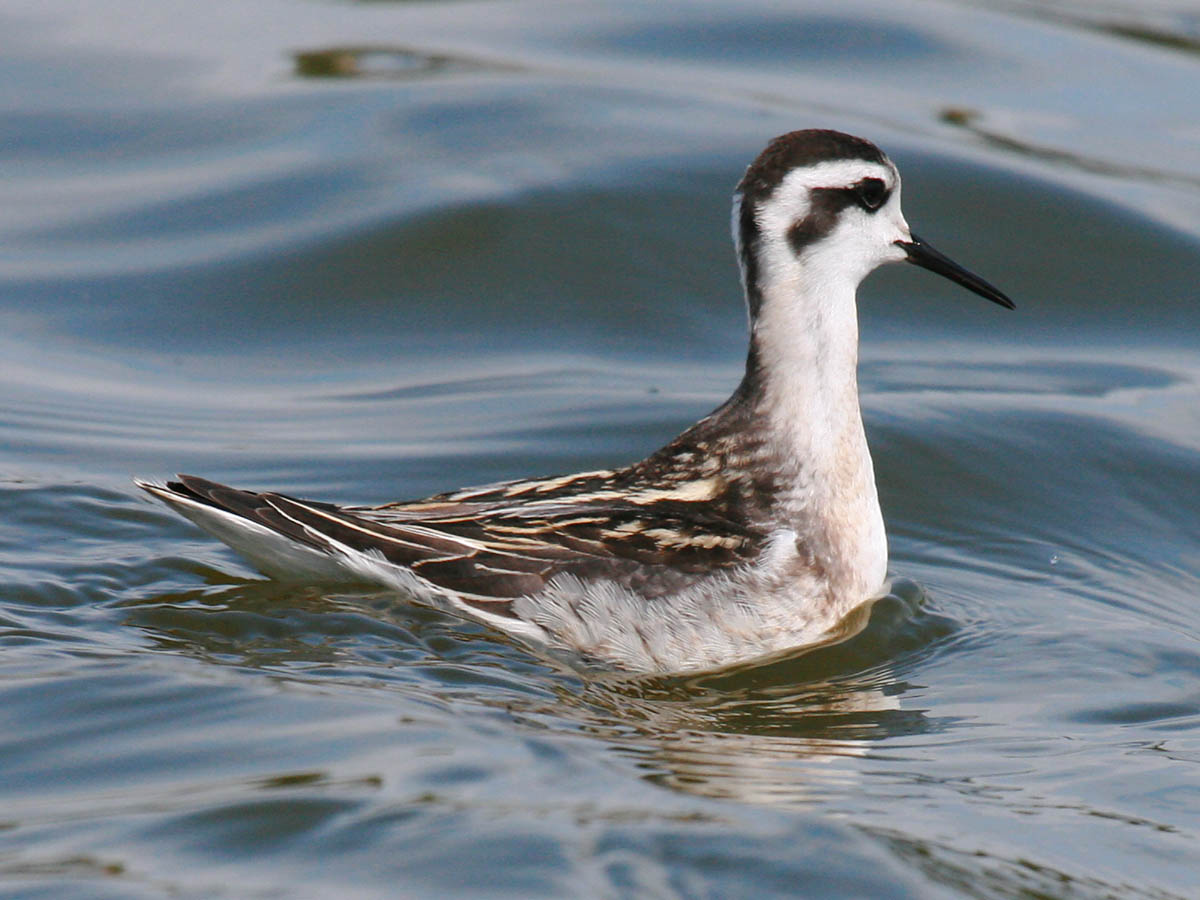 Red-necked Phalarope
