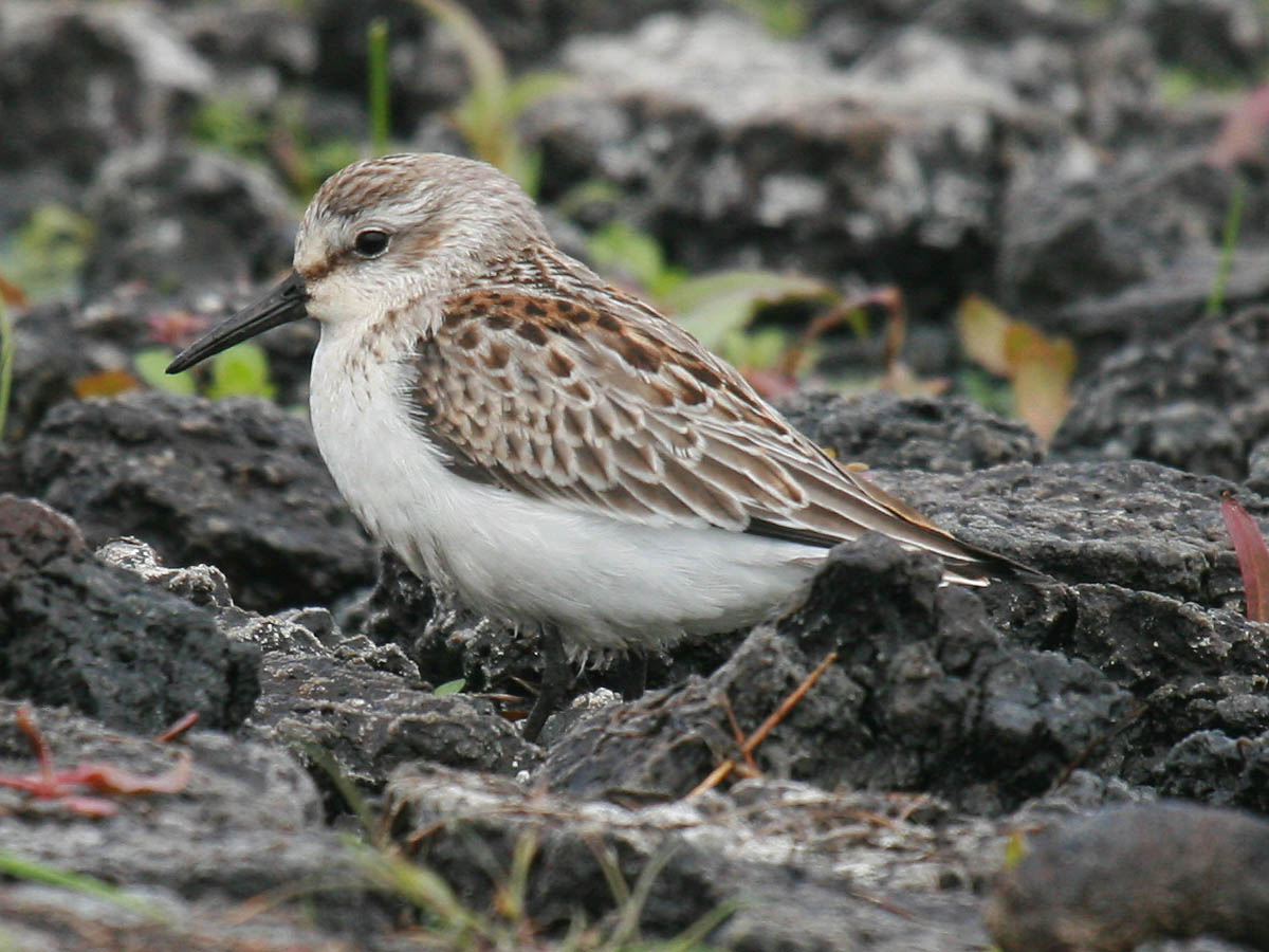 Western Sandpiper