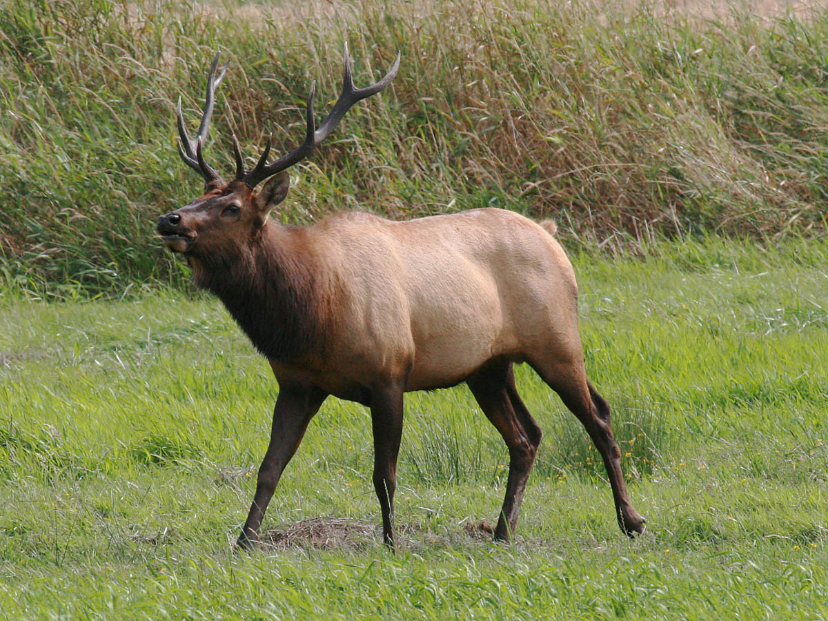 Elk
