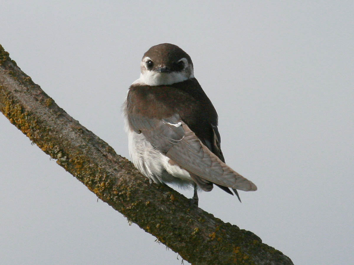 Violet-green Swallow