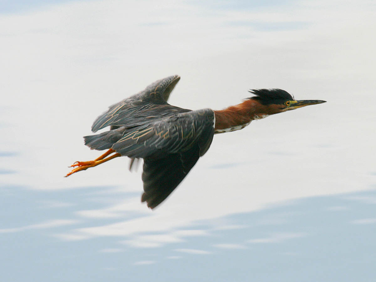 Green Heron