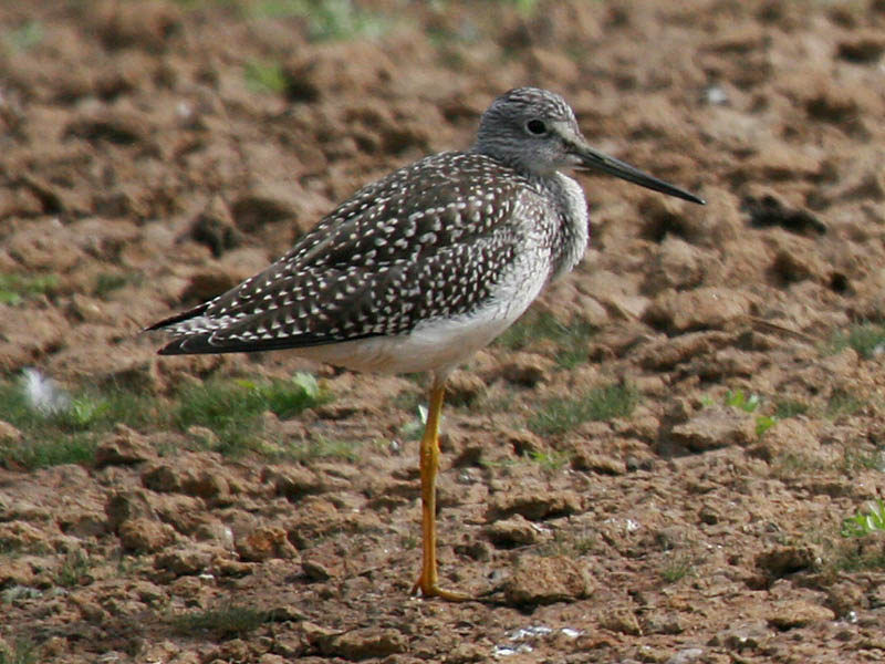 Greater Yellowlegs