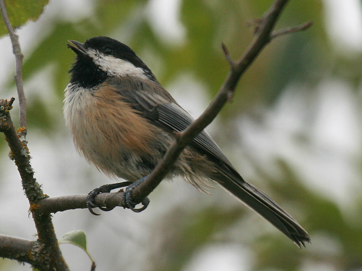 Black-capped Chickadee