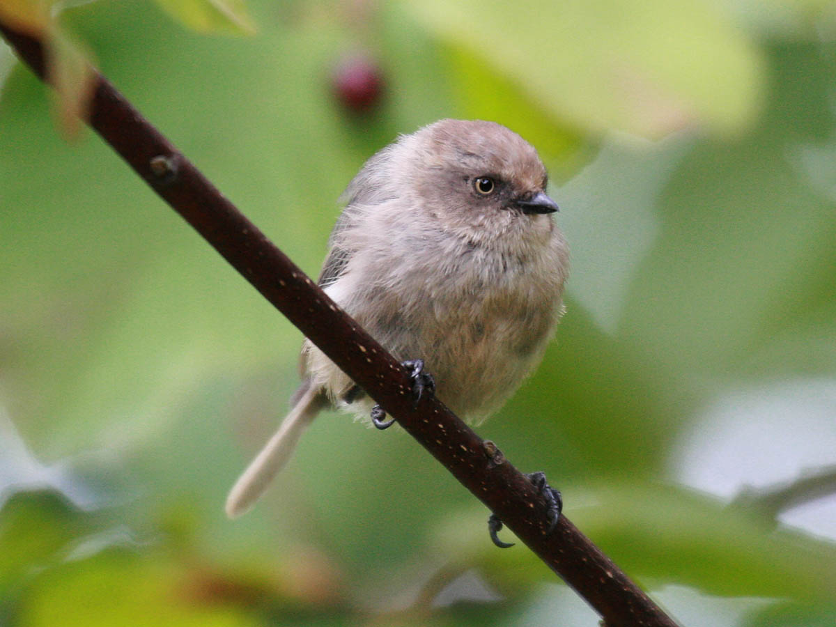 Bushtit