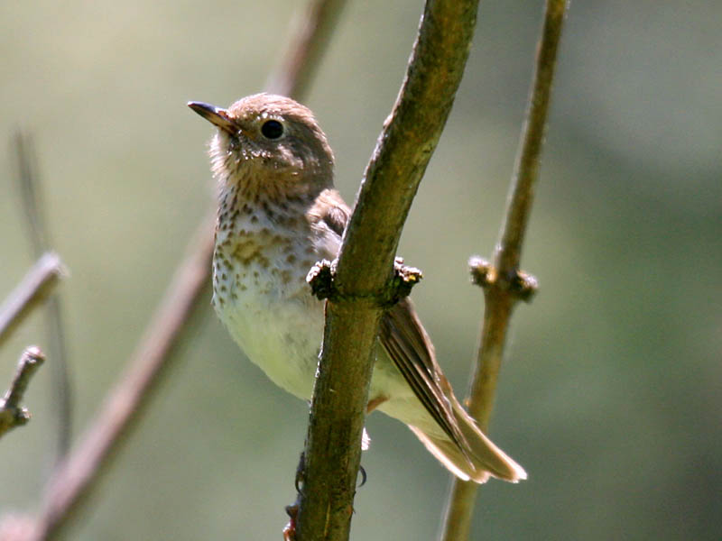 Swainsons Thrush