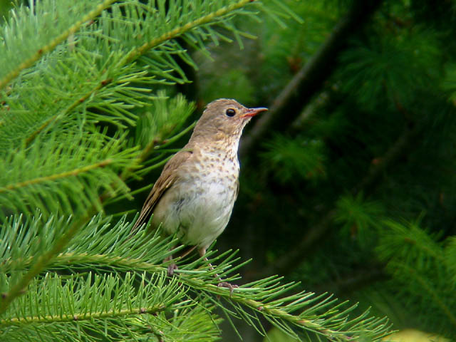 Swainsons Thrush