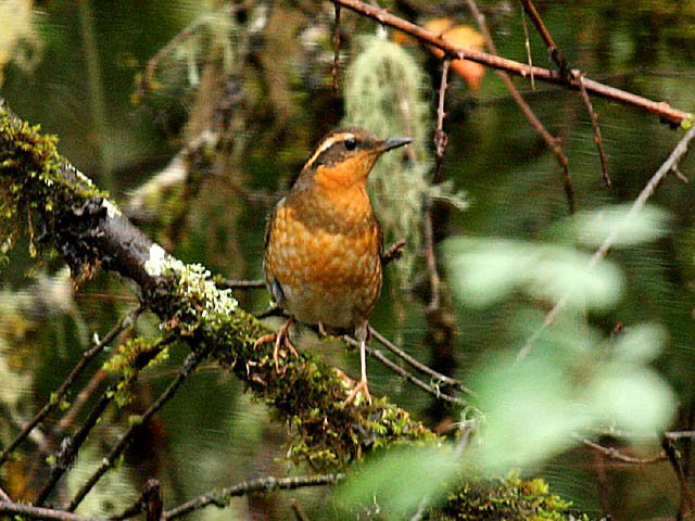Varied Thrush