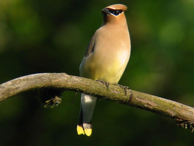 Cedar Waxwing