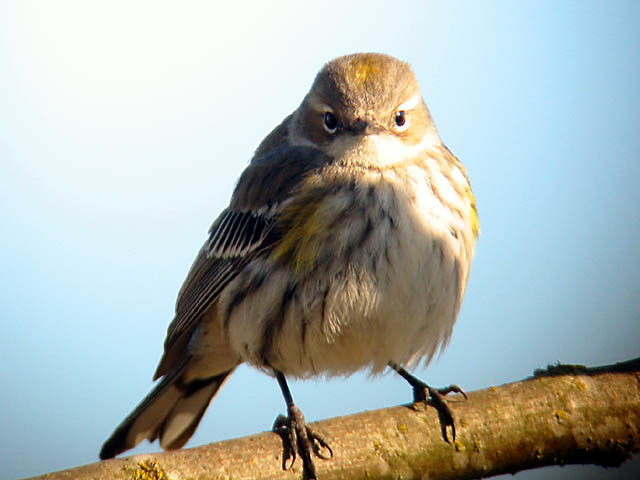 Yellow-rumped Warbler