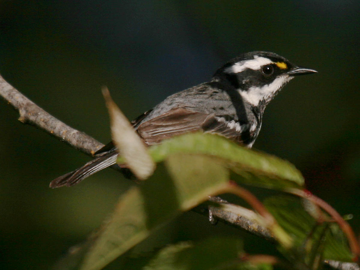 Black-throated Gray Warbler