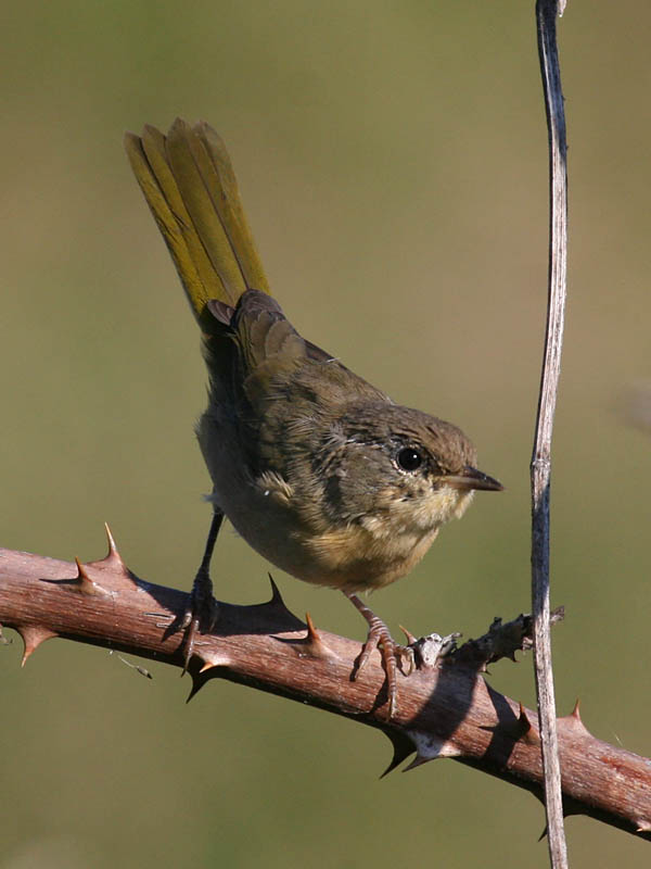 Common Yellowthroat