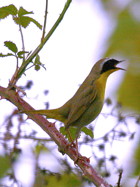 Common Yellowthroat