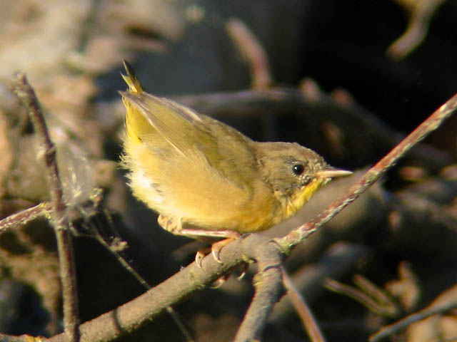 Common Yellowthroat