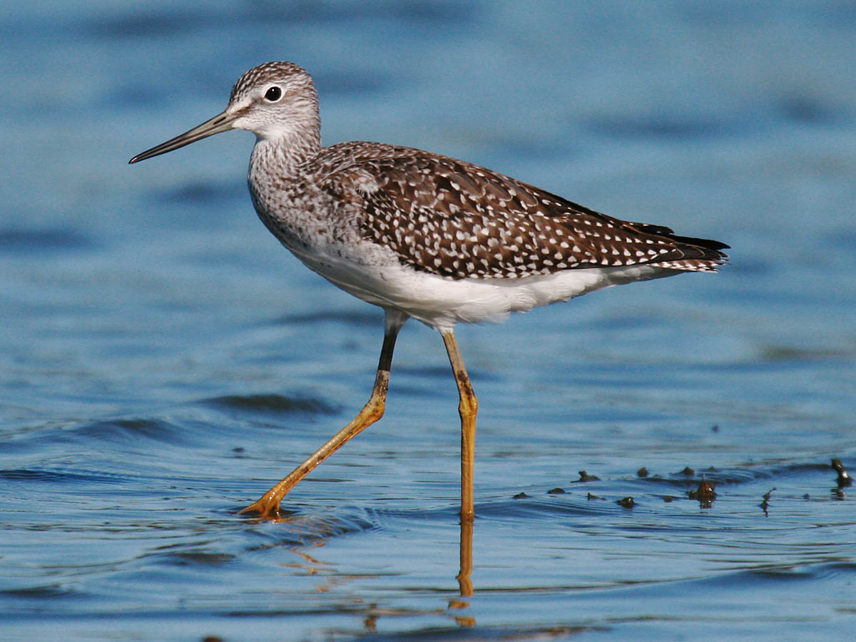 Greater Yellowlegs
