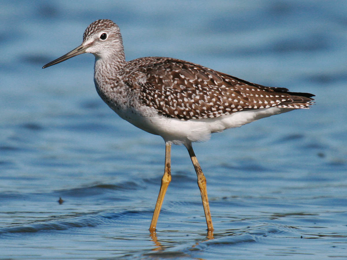 Greater Yellowlegs
