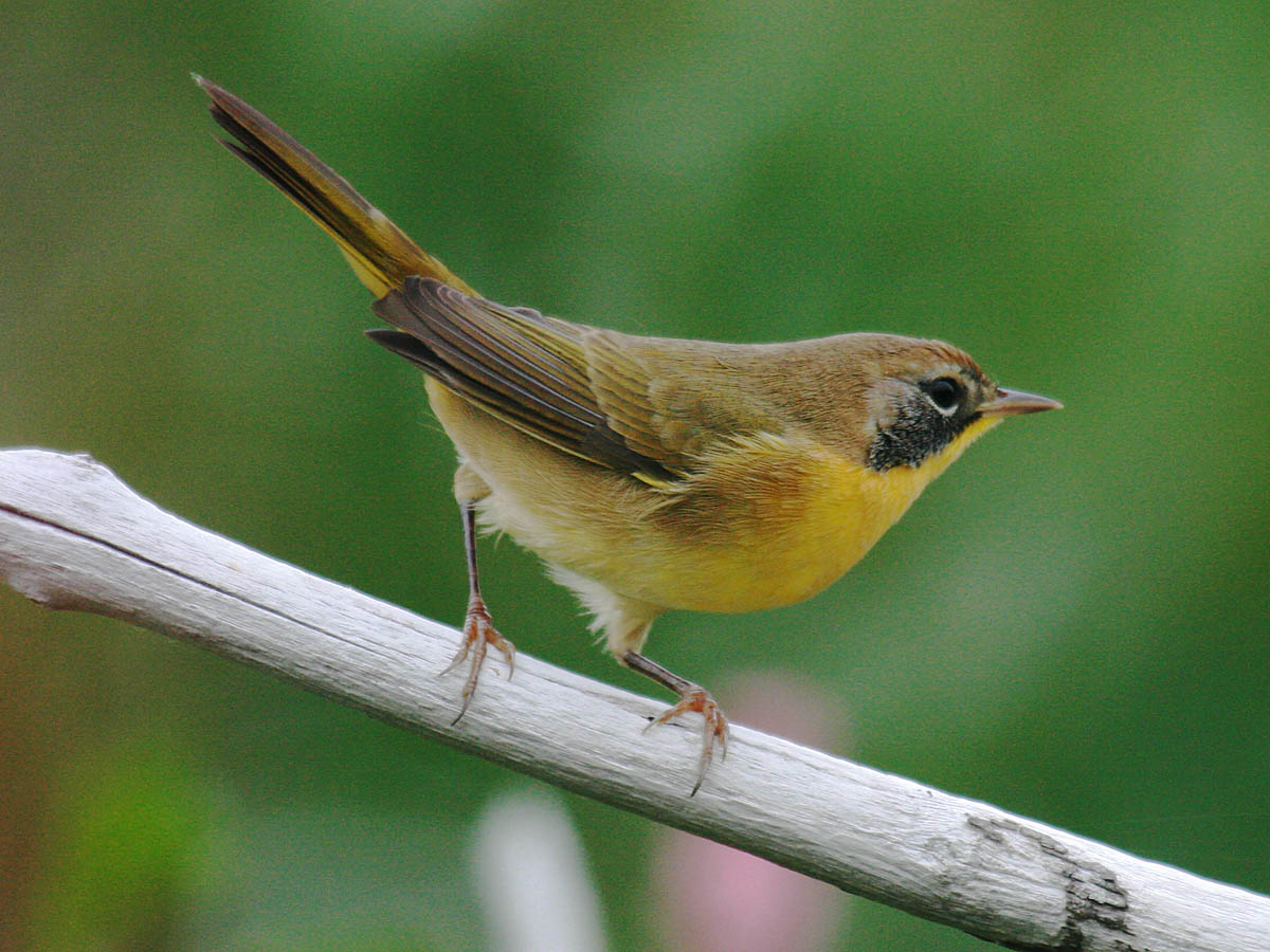 Common Yellowthroat