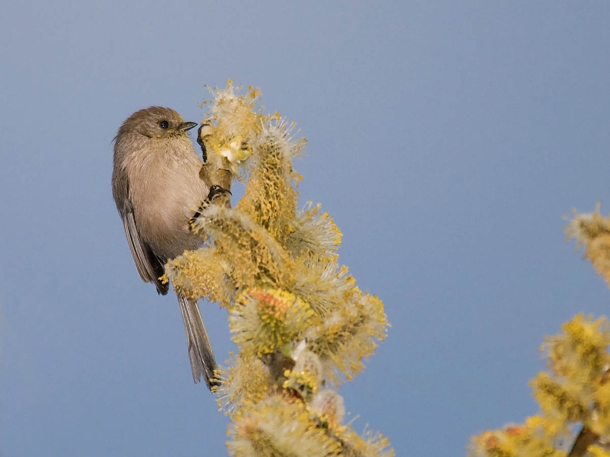 Bushtit