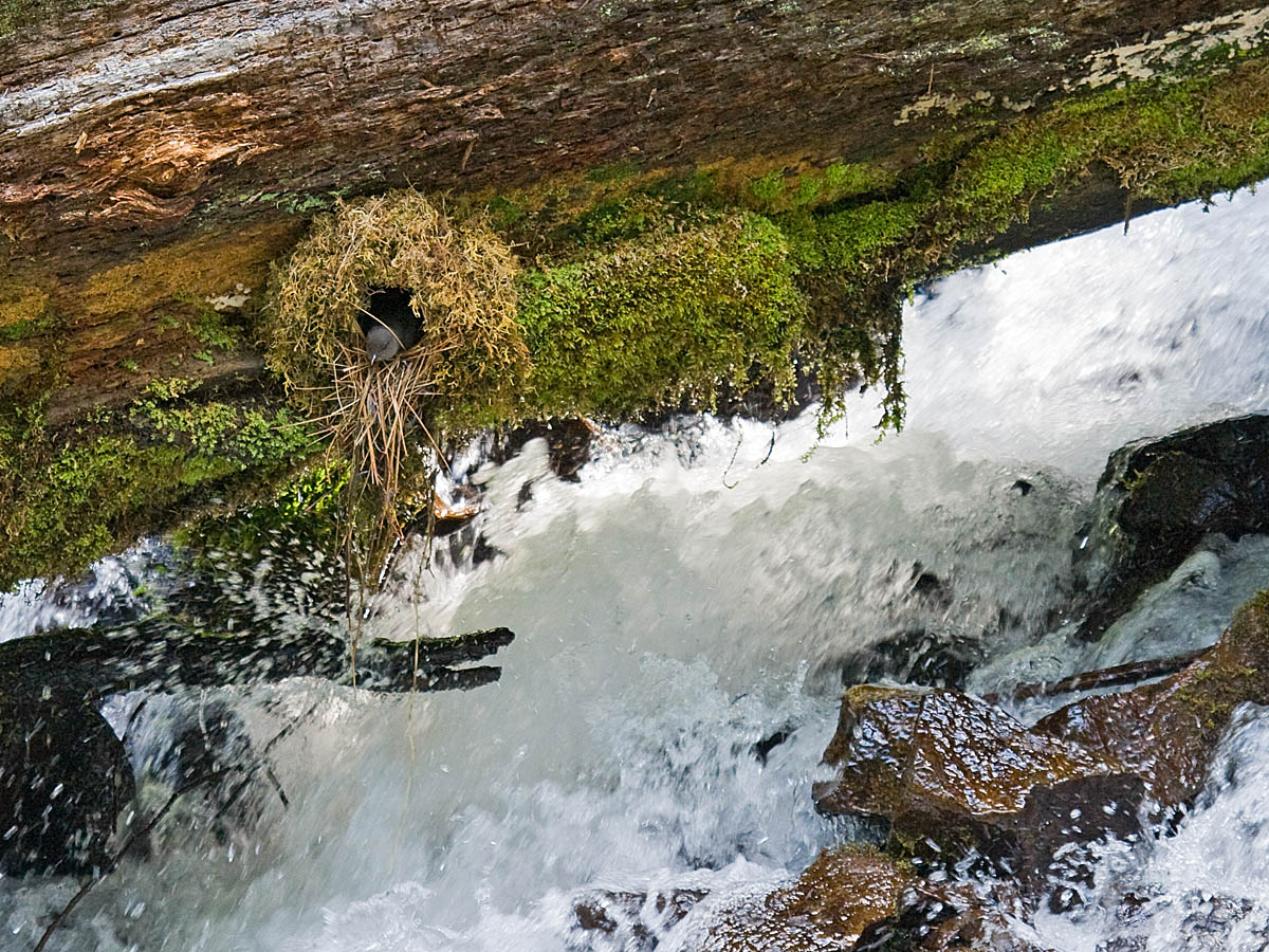 American Dipper