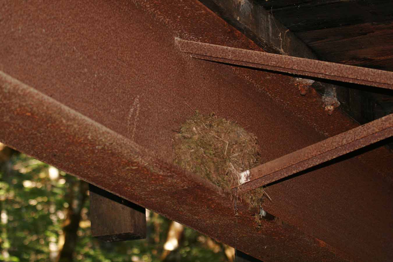 Dipper nest