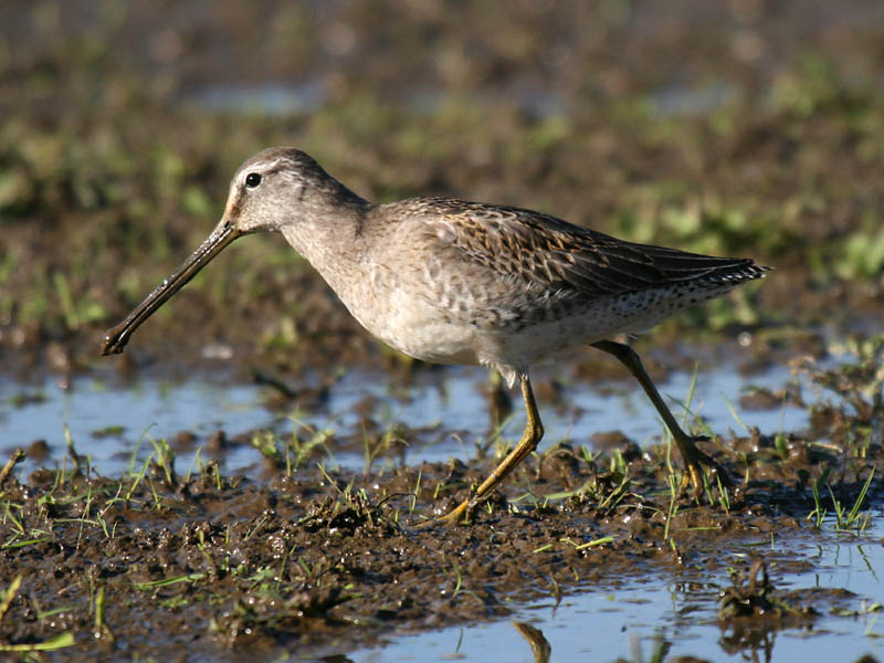 Long-billed Dowitcher