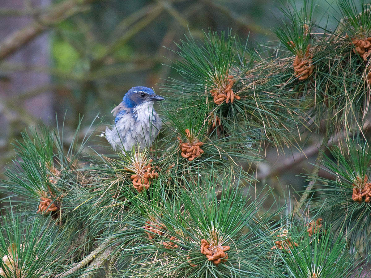Western Scrub-Jay