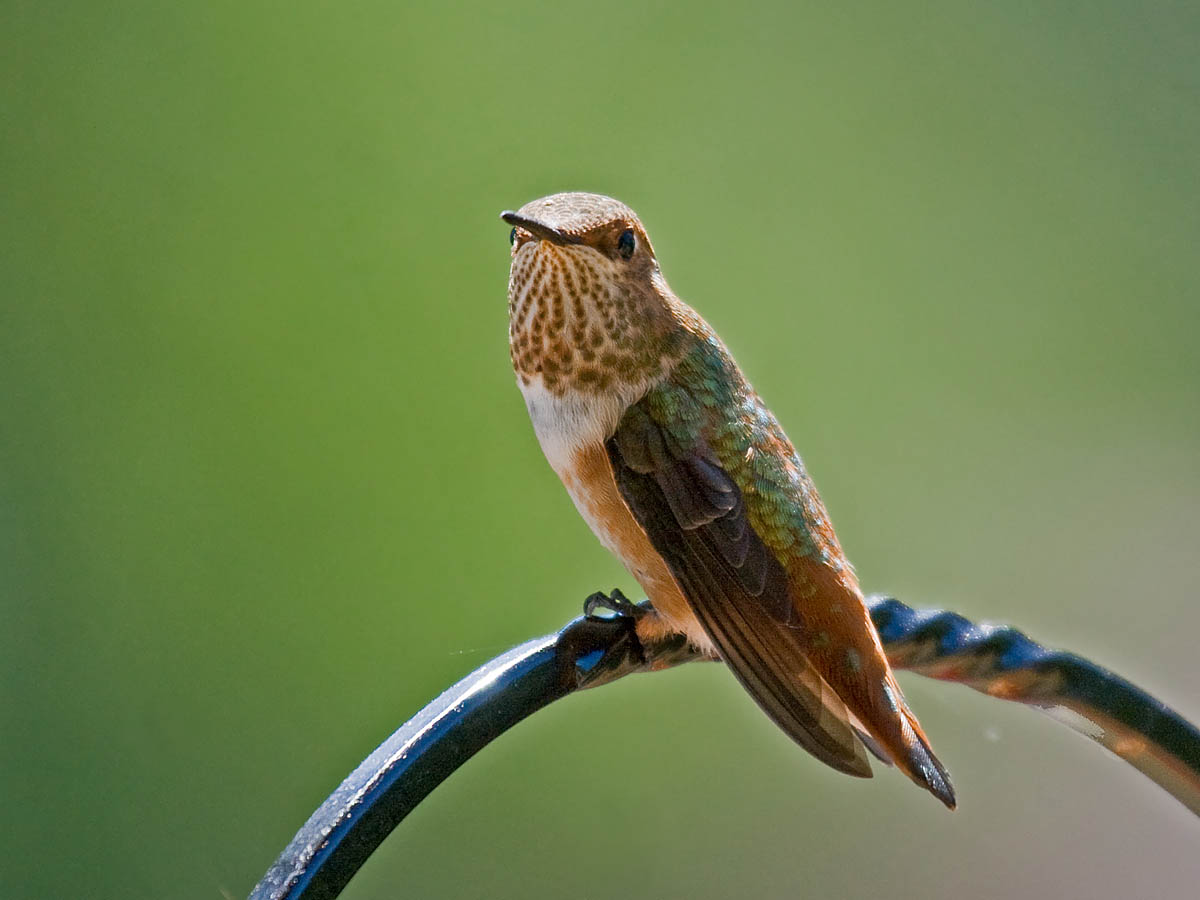 Rufous Hummingbird