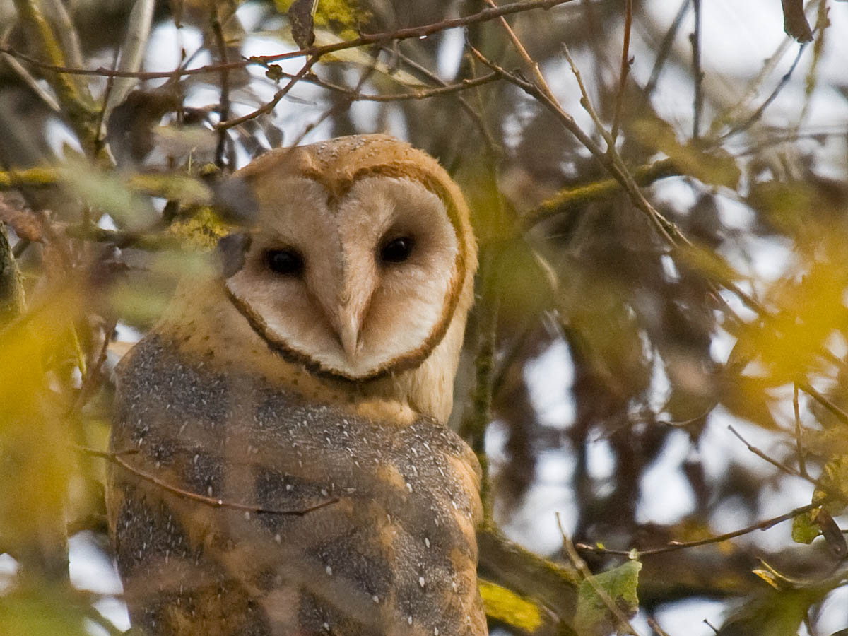 Barn Owl