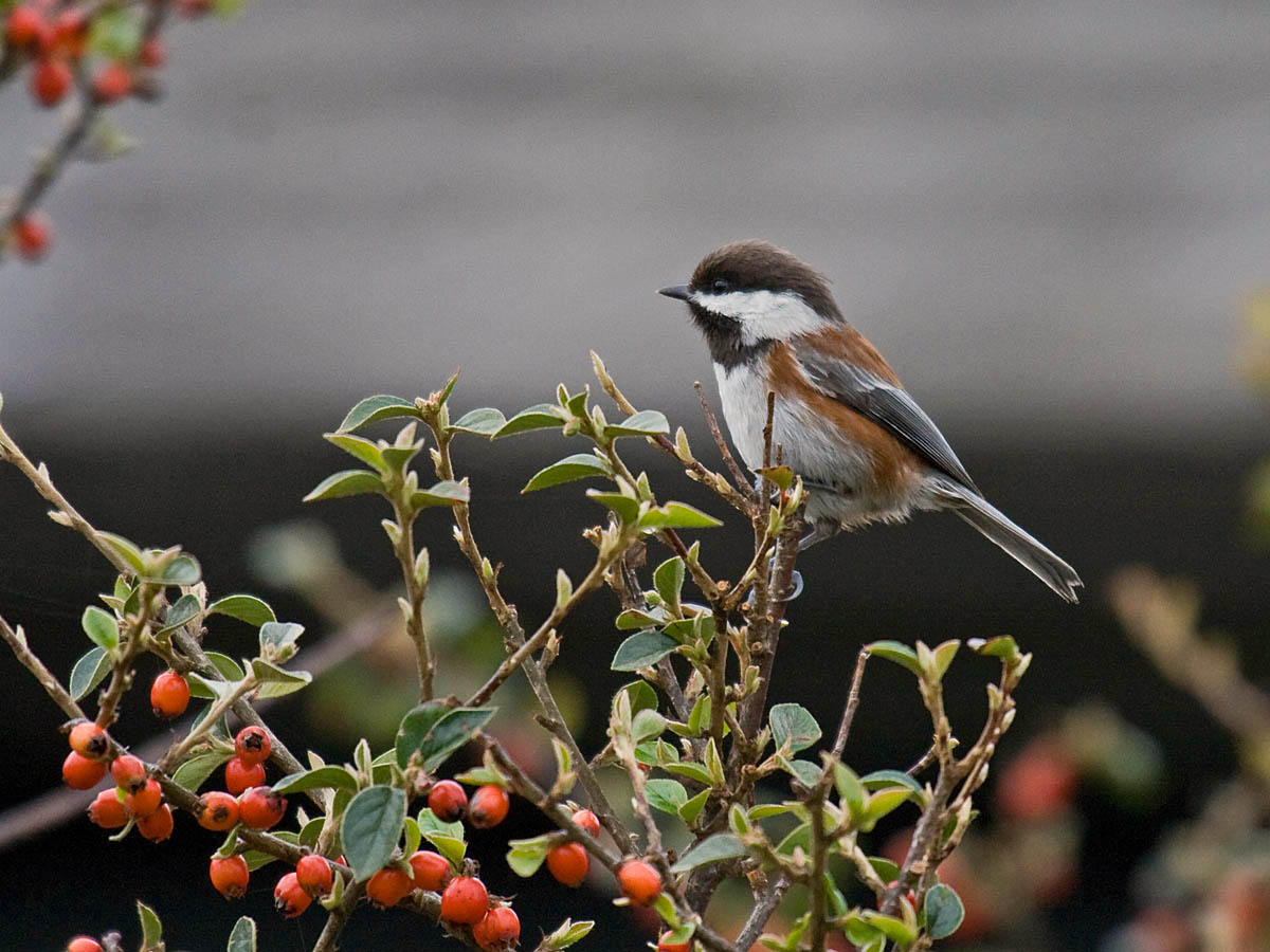 Chestnut-backed Chickadee