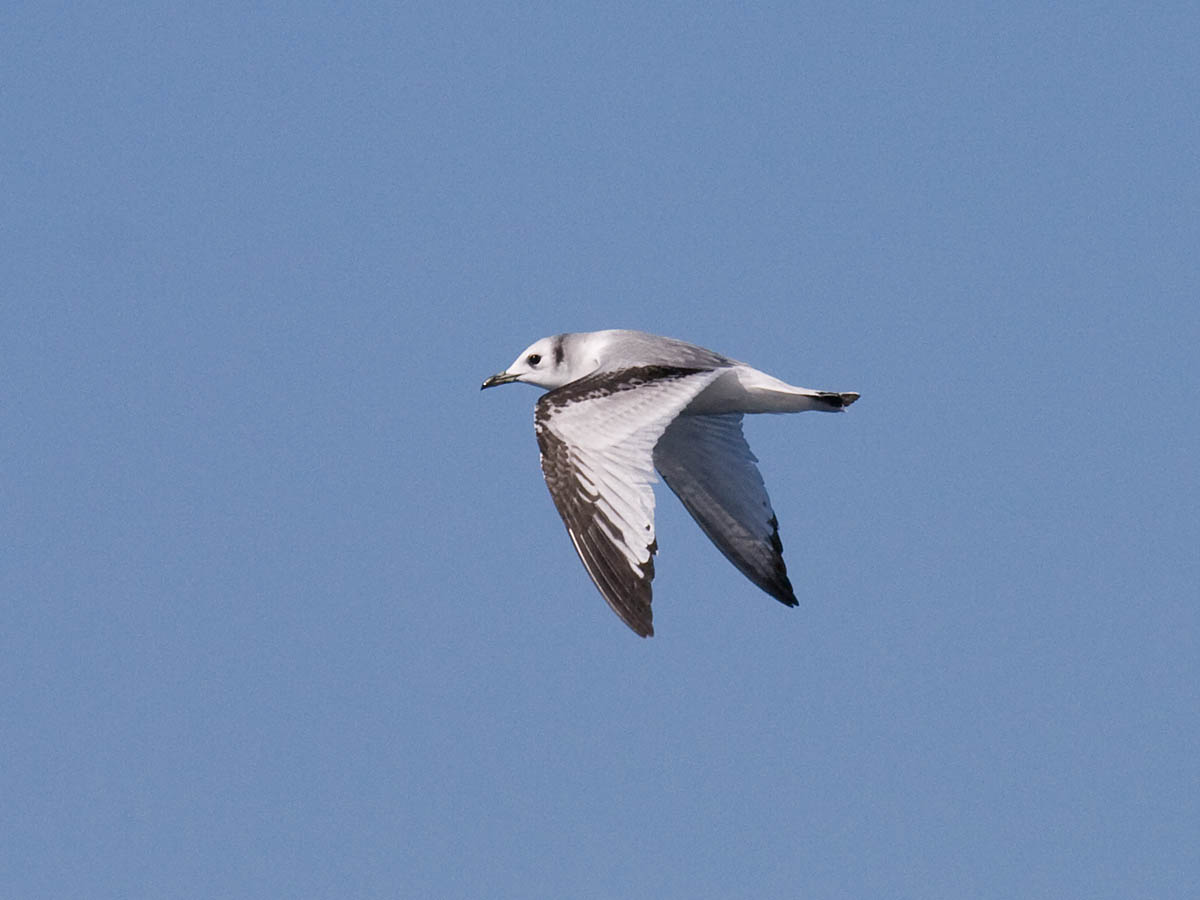 Black-legged Kittiwake