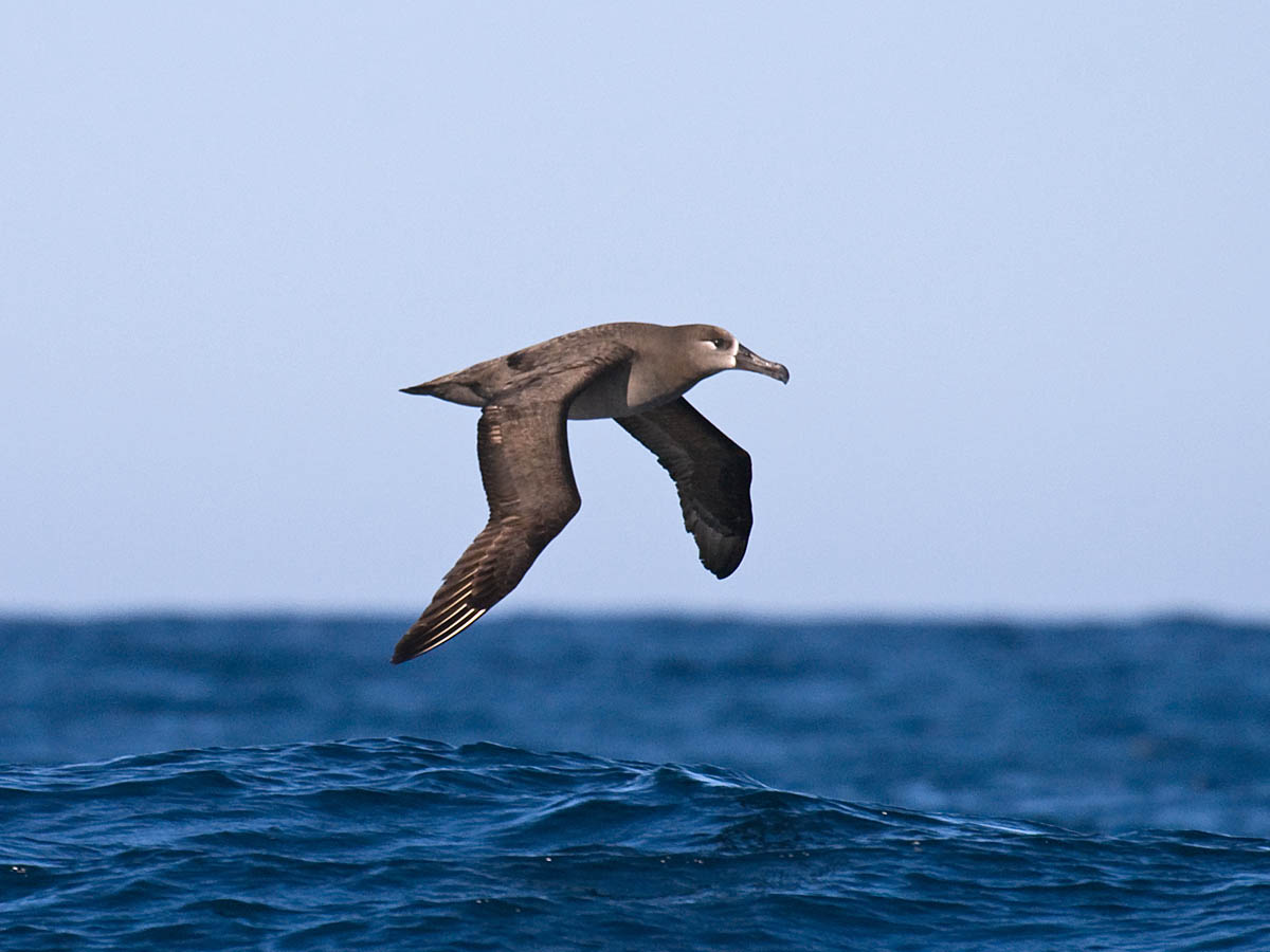 Black-footed Albatross