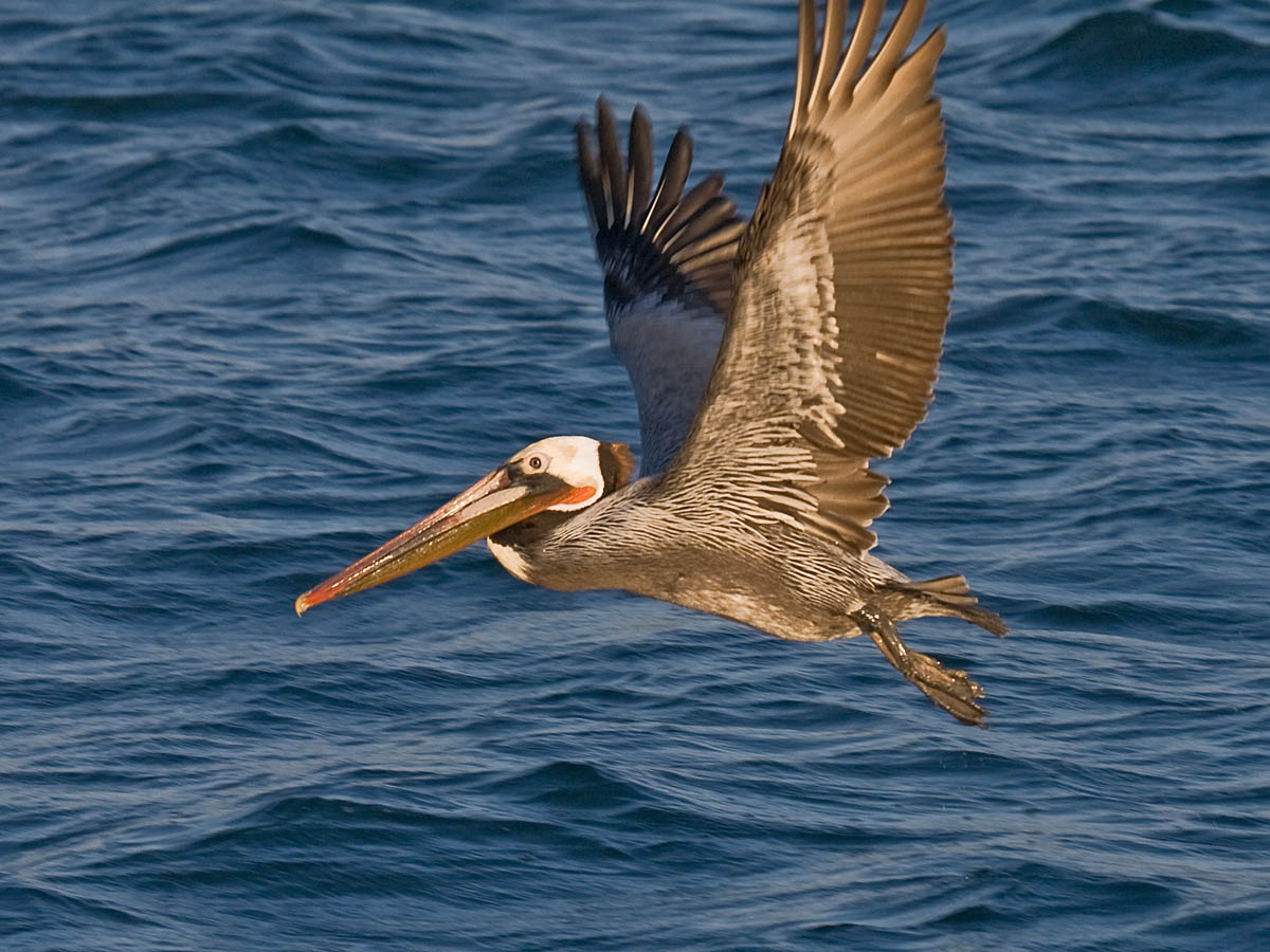 Brown Pelican