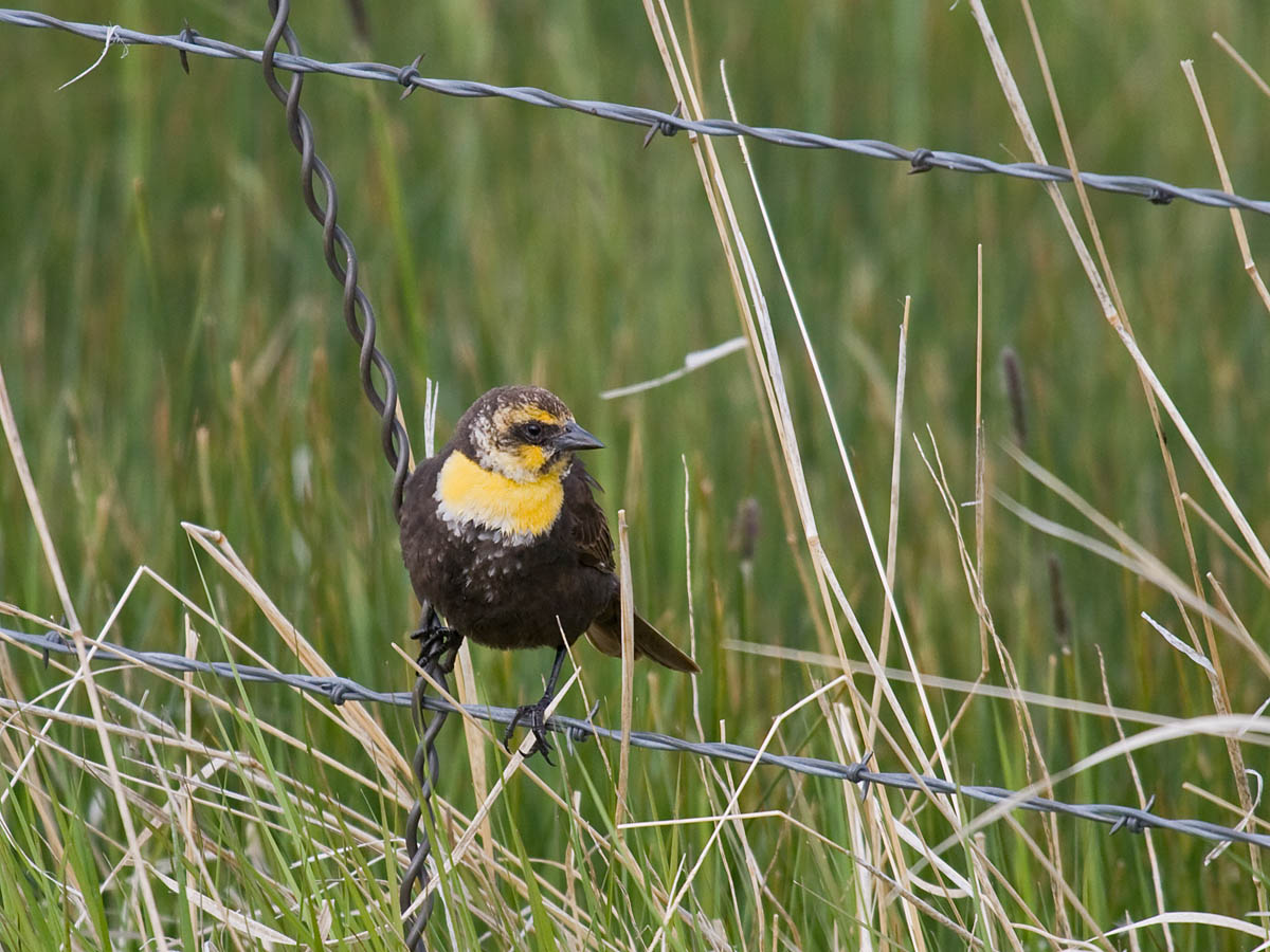 Yellow-headed Blackbird