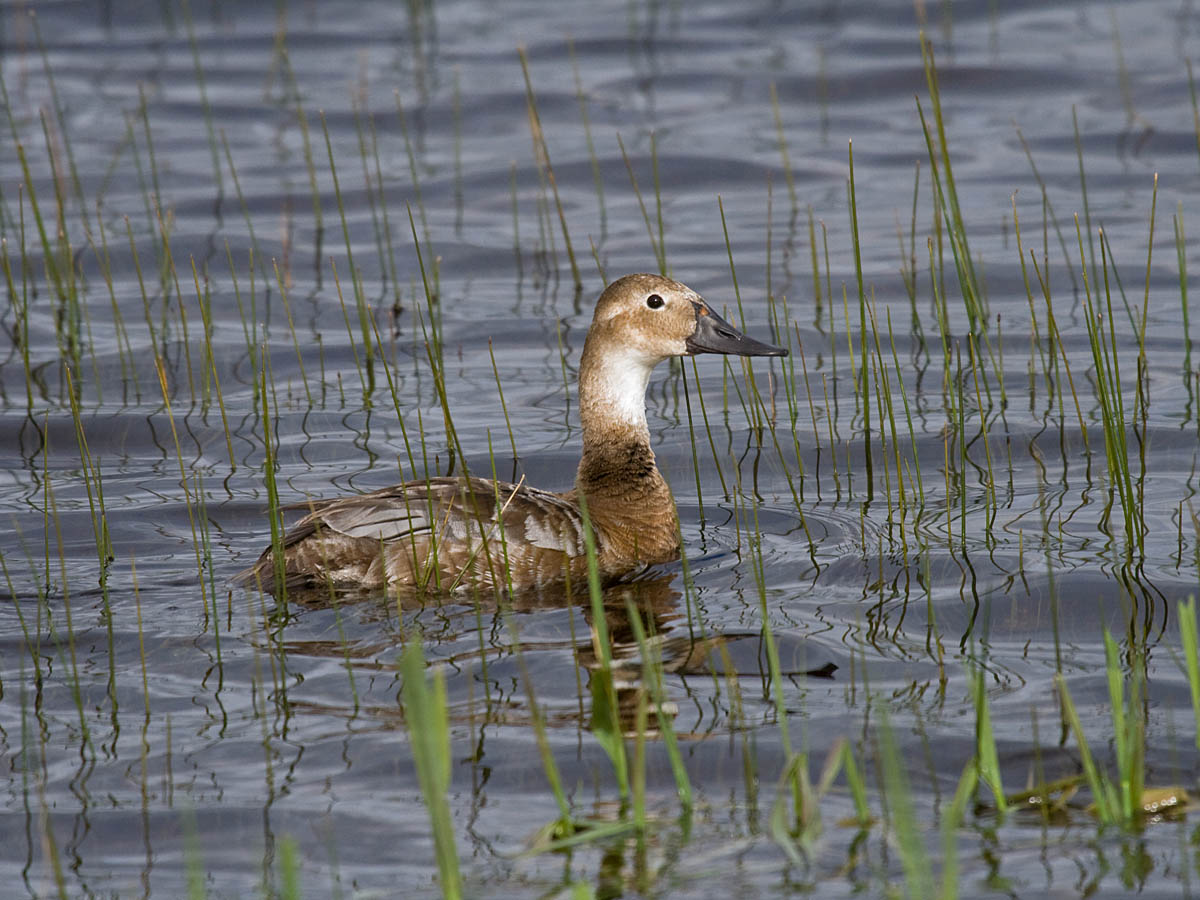 Canvasback