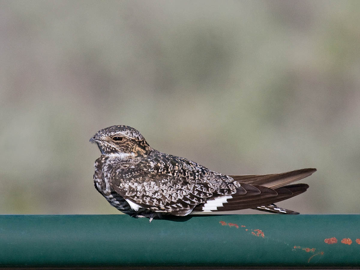 Common Nighthawk